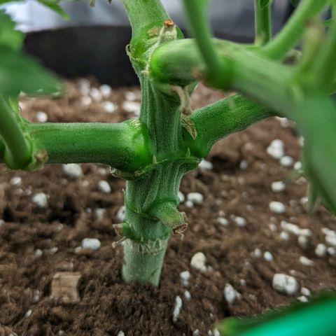 Gorilla Ghost growlog timeline photo