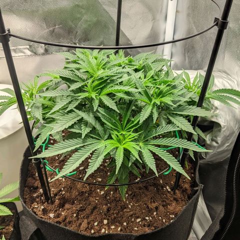 Gorilla Ghost growlog timeline photo