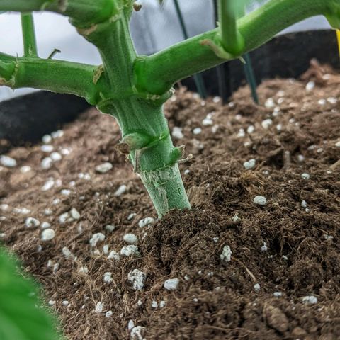 Gorilla Ghost growlog timeline photo