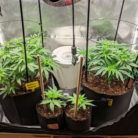 Gorilla Ghost growlog timeline photo