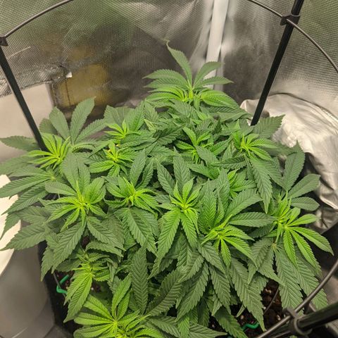Gorilla Ghost growlog timeline photo