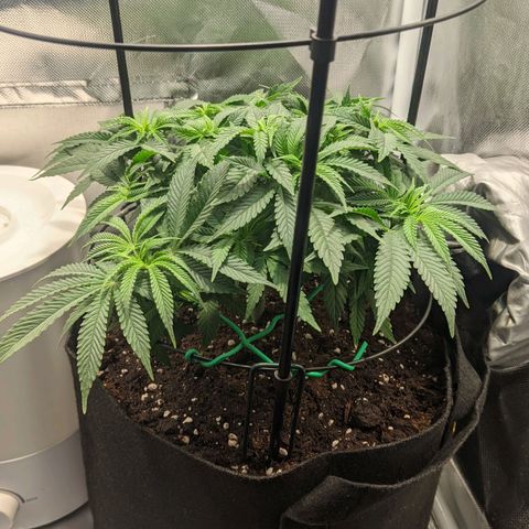 Gorilla Ghost growlog timeline photo