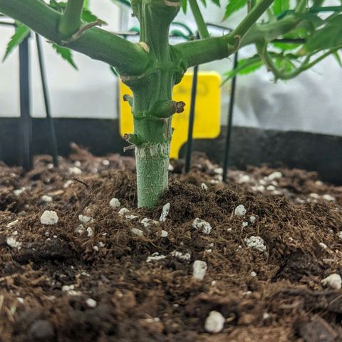 Gorilla Ghost growlog timeline photo