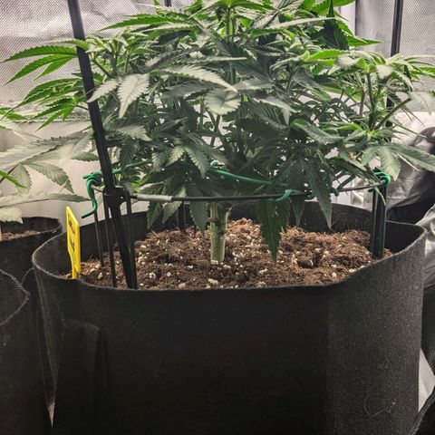 Gorilla Ghost growlog timeline photo