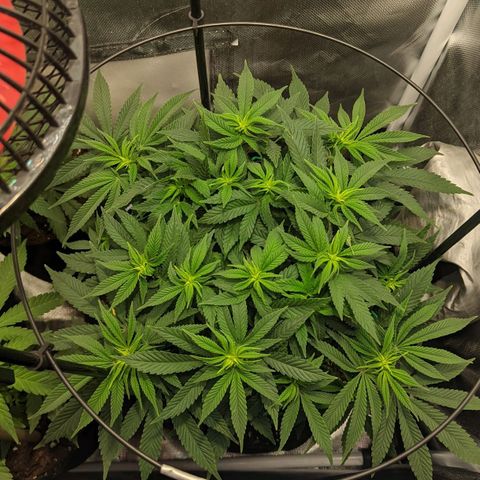 Gorilla Ghost growlog timeline photo