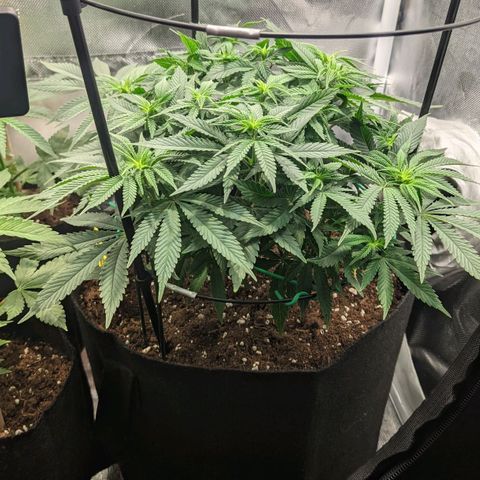 Gorilla Ghost growlog timeline photo