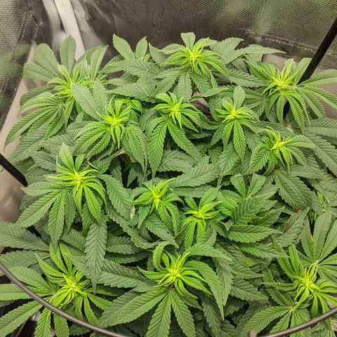 Gorilla Ghost growlog timeline photo