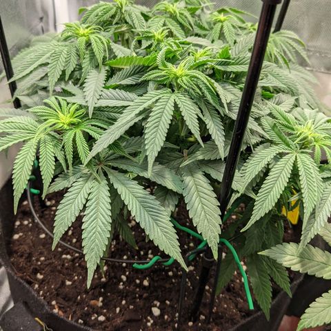 Gorilla Ghost growlog timeline photo
