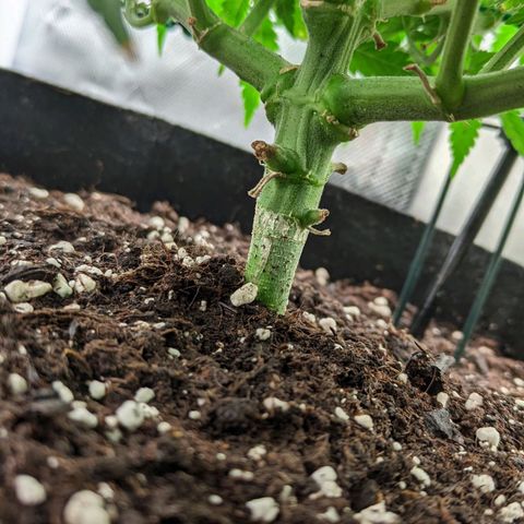 Gorilla Ghost growlog timeline photo