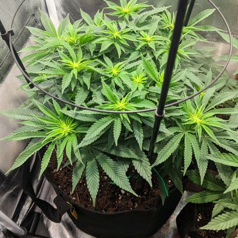 Gorilla Ghost growlog timeline photo