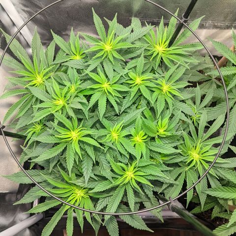 Gorilla Ghost growlog timeline photo