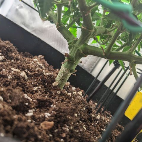 Gorilla Ghost growlog timeline photo