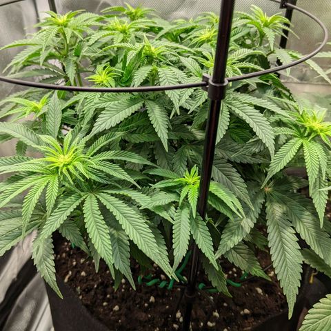 Gorilla Ghost growlog timeline photo