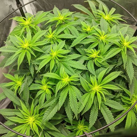 Gorilla Ghost growlog timeline photo