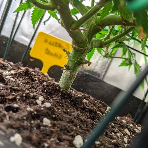Gorilla Ghost growlog timeline photo