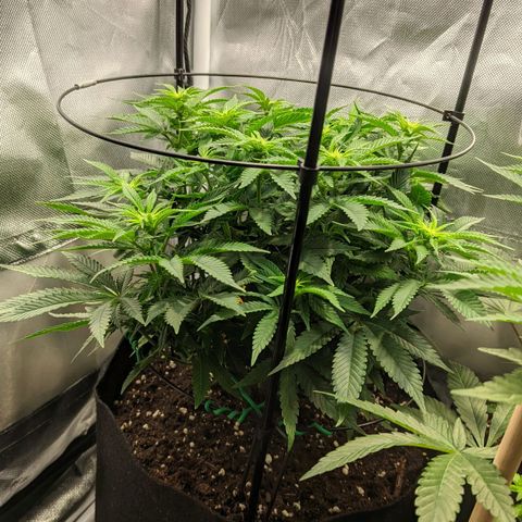 Gorilla Ghost growlog timeline photo