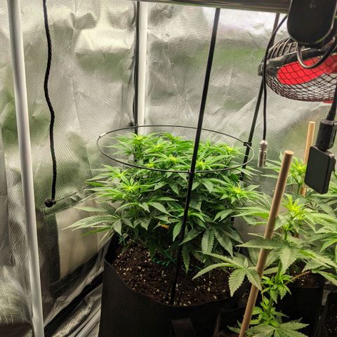 Gorilla Ghost growlog timeline photo