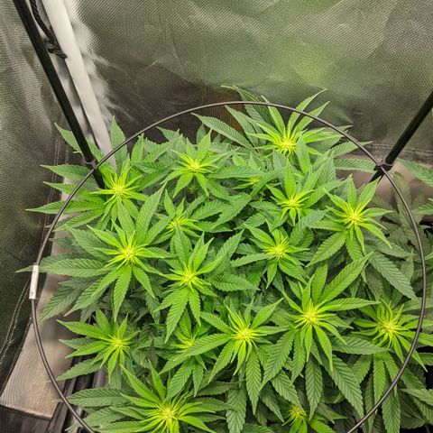 Gorilla Ghost growlog timeline photo