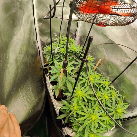 Gorilla Ghost growlog timeline photo