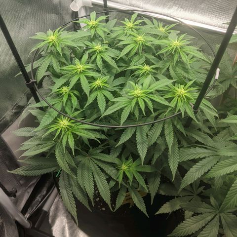 Gorilla Ghost growlog timeline photo