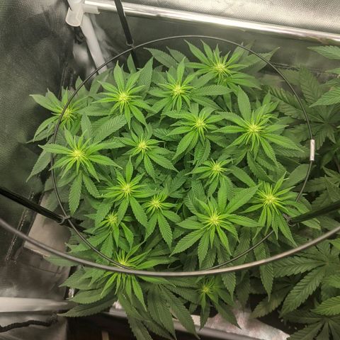 Gorilla Ghost growlog timeline photo