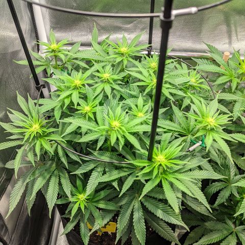 Gorilla Ghost growlog timeline photo
