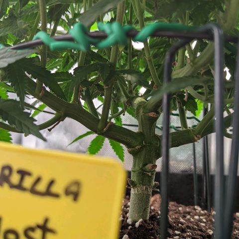 Gorilla Ghost growlog timeline photo