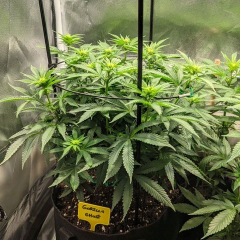 Gorilla Ghost growlog timeline photo