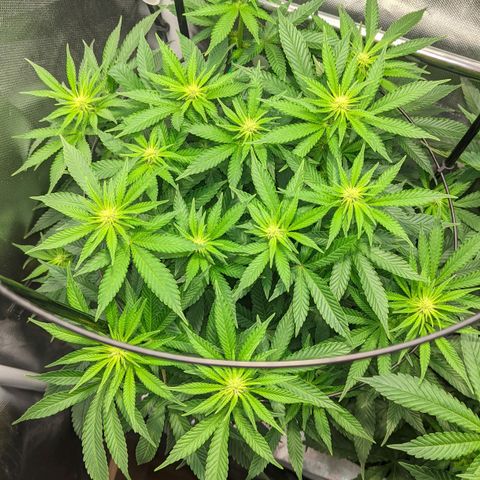Gorilla Ghost growlog timeline photo