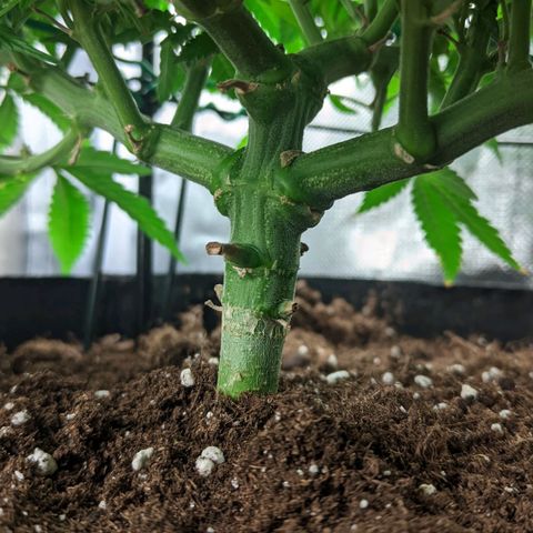 Gorilla Ghost growlog timeline photo