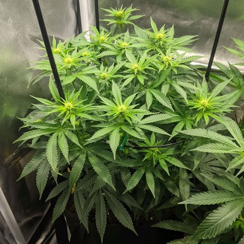 Gorilla Ghost growlog timeline photo