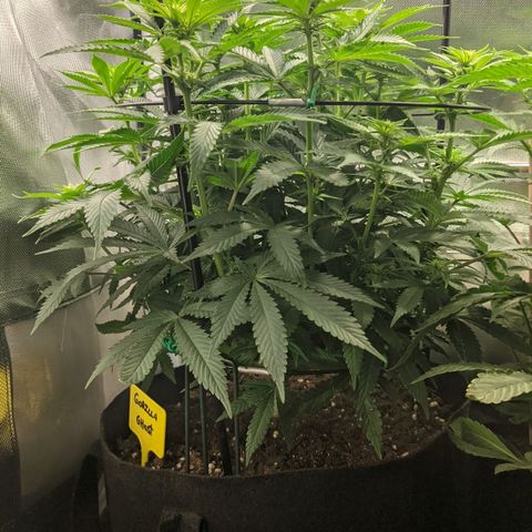 Gorilla Ghost growlog timeline photo