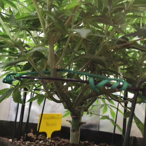 Gorilla Ghost growlog timeline photo