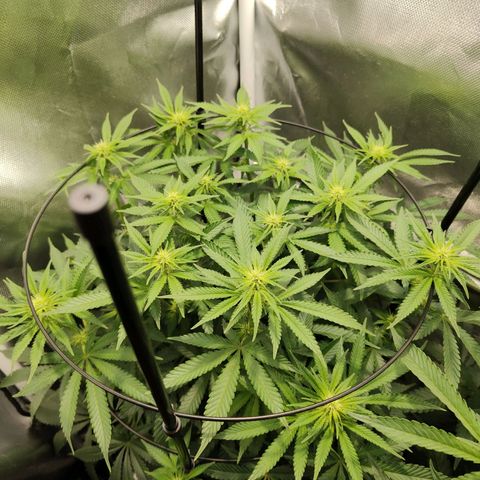 Gorilla Ghost growlog timeline photo