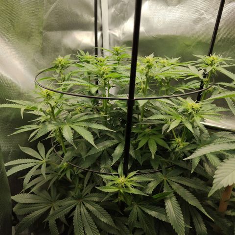 Gorilla Ghost growlog timeline photo