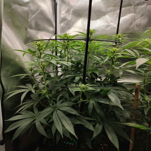 Gorilla Ghost growlog timeline photo