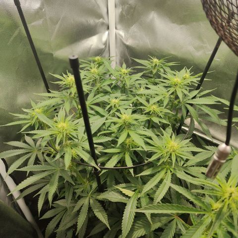 Gorilla Ghost growlog timeline photo
