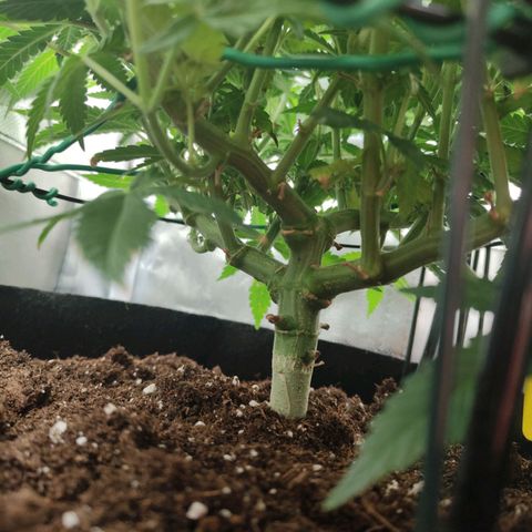 Gorilla Ghost growlog timeline photo