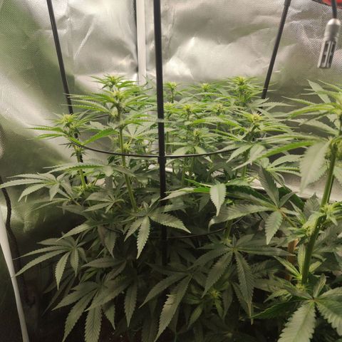 Gorilla Ghost growlog timeline photo