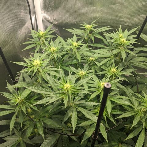 Gorilla Ghost growlog timeline photo