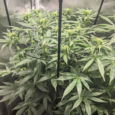 Gorilla Ghost growlog timeline photo