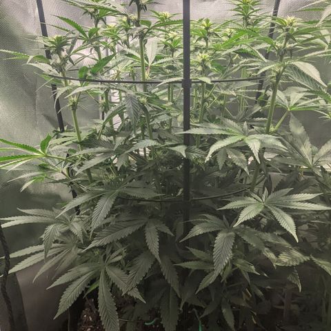Gorilla Ghost growlog timeline photo