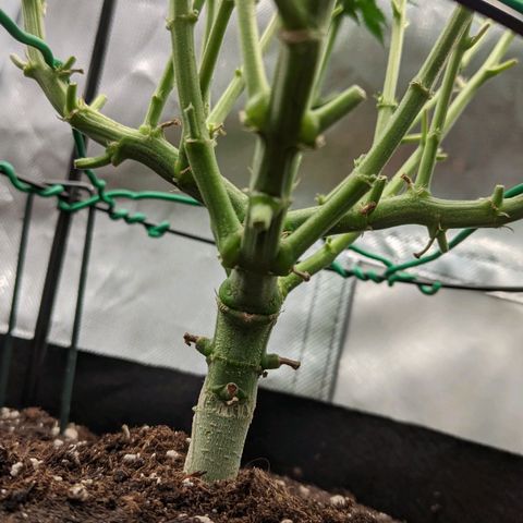 Gorilla Ghost growlog timeline photo