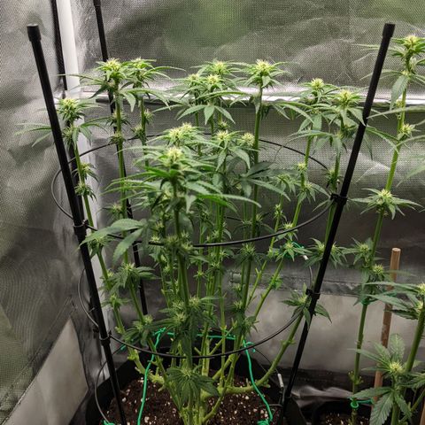 Gorilla Ghost growlog timeline photo