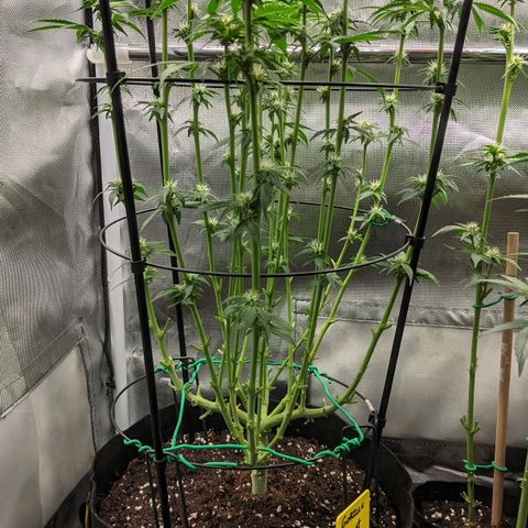Gorilla Ghost growlog timeline photo