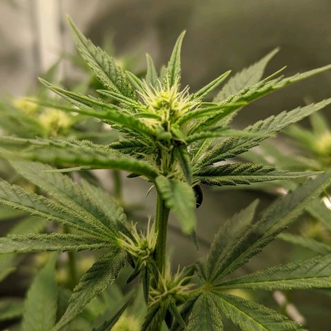 Gorilla Ghost growlog timeline photo