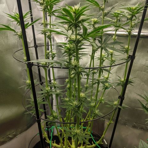 Gorilla Ghost growlog timeline photo