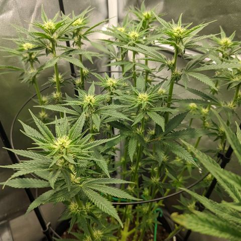 Gorilla Ghost growlog timeline photo