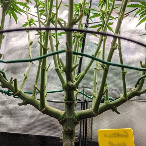 Gorilla Ghost growlog timeline photo