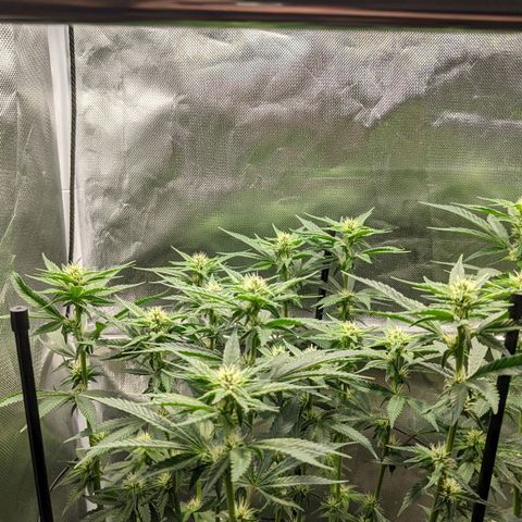 Gorilla Ghost growlog timeline photo